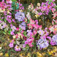 오리지널 사운드 - 박용발