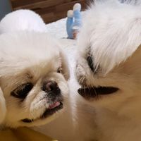 koon_siwol
