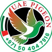 uaepigeon1