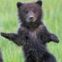 jammin_with_bearskin