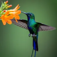 original sound - dosesefe