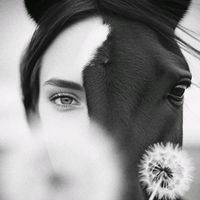 horses7889