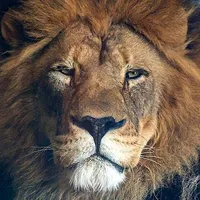 original sound - riseproizvodi