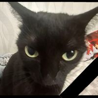 dearfishman