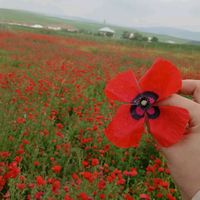 shahnozalievna