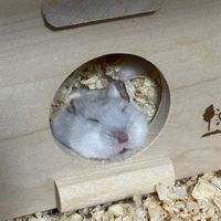 オリジナル楽曲 - みかんばなな🐹