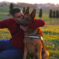 canine.dog.dz