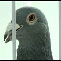 pakistanracerpigeons