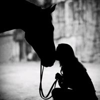 horse_wrong_off