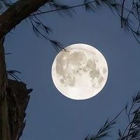 zeyno_2515