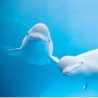 dolphin_tok