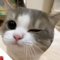sir_ken0