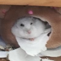 nantmant