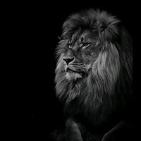 7..samedov