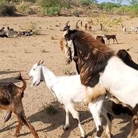 thar.live.animals1