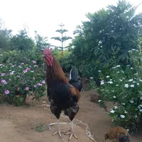 original sound - 1.kioko016