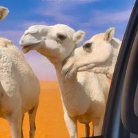 الصوت الأصلي