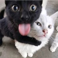 suara asli - teguhinsani8