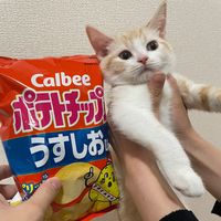 ___potechi117