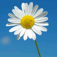 daisy.foryou