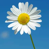 original sound - daisy.foryou