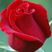loveno866