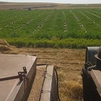 original sound - adik33529