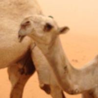 الصوت الأصلي