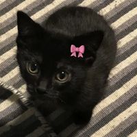 เสียงต้นฉบับ - เเอคนี่ชงขมร้อยเปอ%