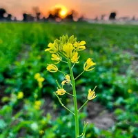 original sound - zamindar_gujjar_0004