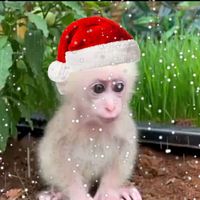 happy_animal