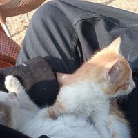 nhạc nền - Hoàng Bảo