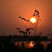 nature_tonic