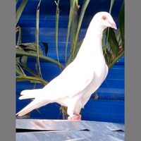 jaffnaloft