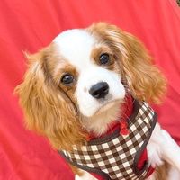 sun_the_cavalier