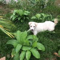 âm thanh gốc - lanhnhu băng