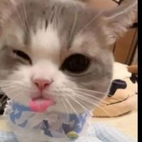 suara asli - ..