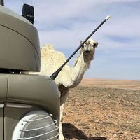الصوت الأصلي