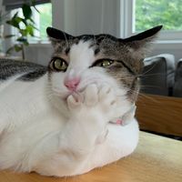 angpaogoodcat