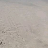 neli_845