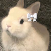 miqi_08