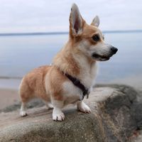 amy_corgi