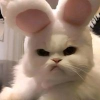 nhạc nền - Bazy💤_Tà răm👉 👈