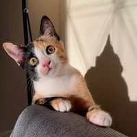 gyozaisacat