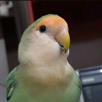 kibinhopassarinho