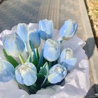 sheera__17