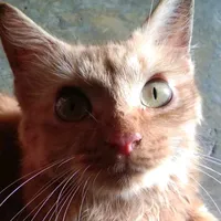 original sound - me0w_817