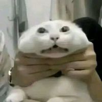 mantou_999