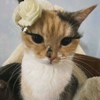 cat.seewes