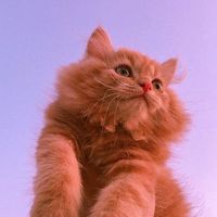 suara asli - յׁׅꪱׁׅɑׁׅ֮ꪀׁׅ